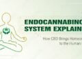 How the Endocannabinoid System Influences Your Health