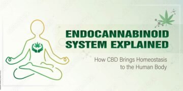 How the Endocannabinoid System Influences Your Health