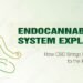 How the Endocannabinoid System Influences Your Health